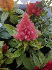 Celosia argentea plumosa