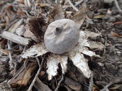 Geastrum