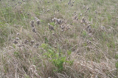 Astragalus neglectus