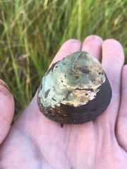 Polymesoda caroliniana