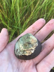 Polymesoda caroliniana