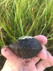 Polymesoda caroliniana