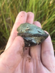 Polymesoda caroliniana