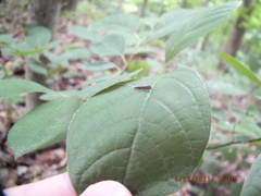 Leptocerus americanus