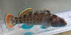 Etheostoma douglasi