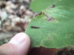 Leptocerus americanus