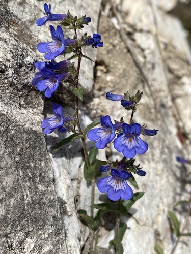 Penstemon humilis var. brevifolius