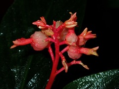 Globba atrosanguinea