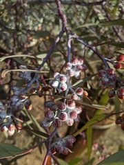 Eucalyptus campaspe