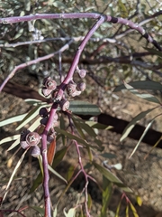 Eucalyptus campaspe