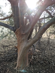 Eucalyptus campaspe