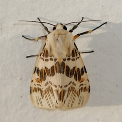 Isia alcumena