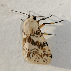 Isia alcumena
