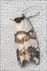 Thallarcha albicollis