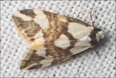 Thallarcha staurocola