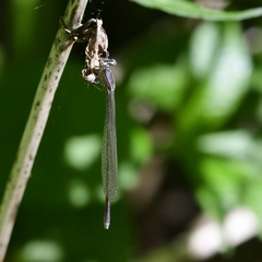 Enallagma divagans