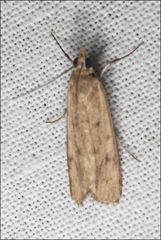 Achyra affinitalis