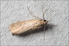 Achyra affinitalis