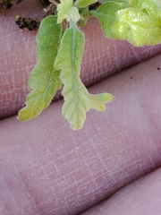 Andricus chinquapin