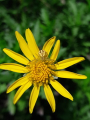Misumenops