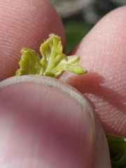 Andricus chinquapin