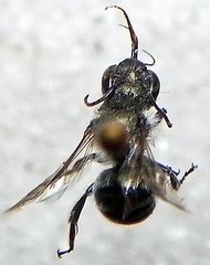 Osmia atriventris