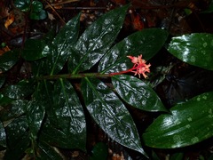 Globba atrosanguinea