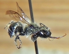 Osmia atriventris