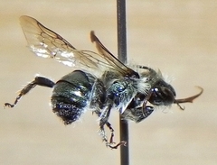 Osmia atriventris