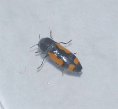 Ptosima gibbicollis