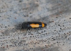 Ptosima gibbicollis