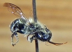 Osmia atriventris