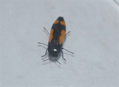 Ptosima gibbicollis