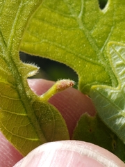 Andricus chinquapin