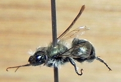 Osmia atriventris