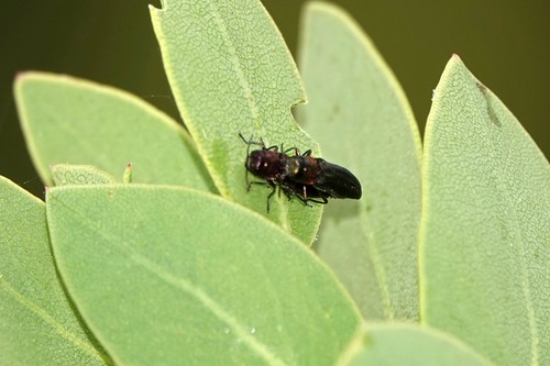 Madrone Borer