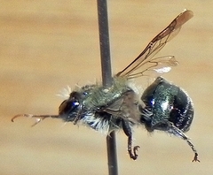 Osmia atriventris
