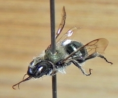 Osmia atriventris