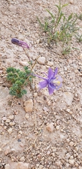 Aquilegia coerulea