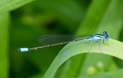 Enallagma divagans
