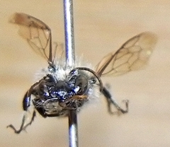 Osmia atriventris
