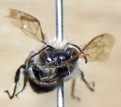 Osmia atriventris