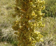 Aciphylla scott-thomsonii