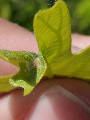 Neuroterus fugiens