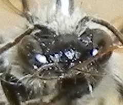 Osmia atriventris