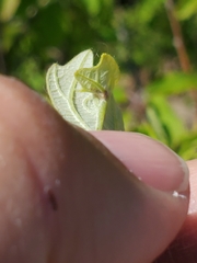 Neuroterus fugiens