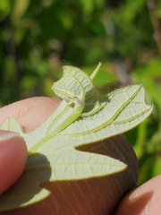 Neuroterus fugiens