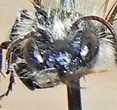 Osmia atriventris