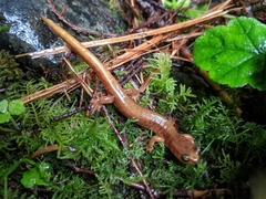 Plethodon vandykei
