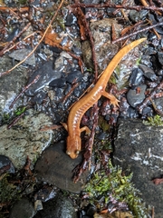 Plethodon vandykei